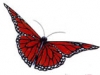 Butterfly Patterns 06